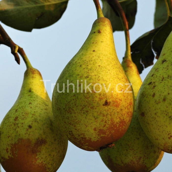 Rostliny - Hrušeň 'Konference' květináč 7,5 litru, čtvrtkmen, podzimní, CIZOSPRAŠNÁ