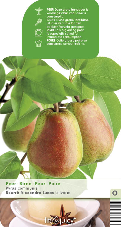 Hrušně - Hrušeň 'Lucasova' květináč 6 litrů, výška 150/175cm, zimní, CIZOSPRAŠNÁ