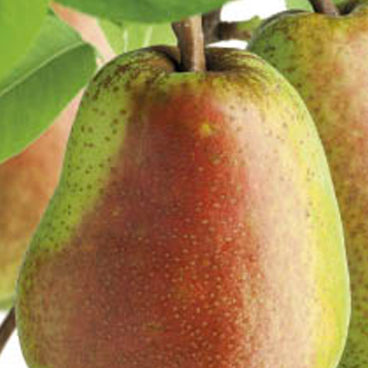 Hrušeň 'Lucasova' květináč 6 litrů, výška 150/175cm, zimní, CIZOSPRAŠNÁ-0