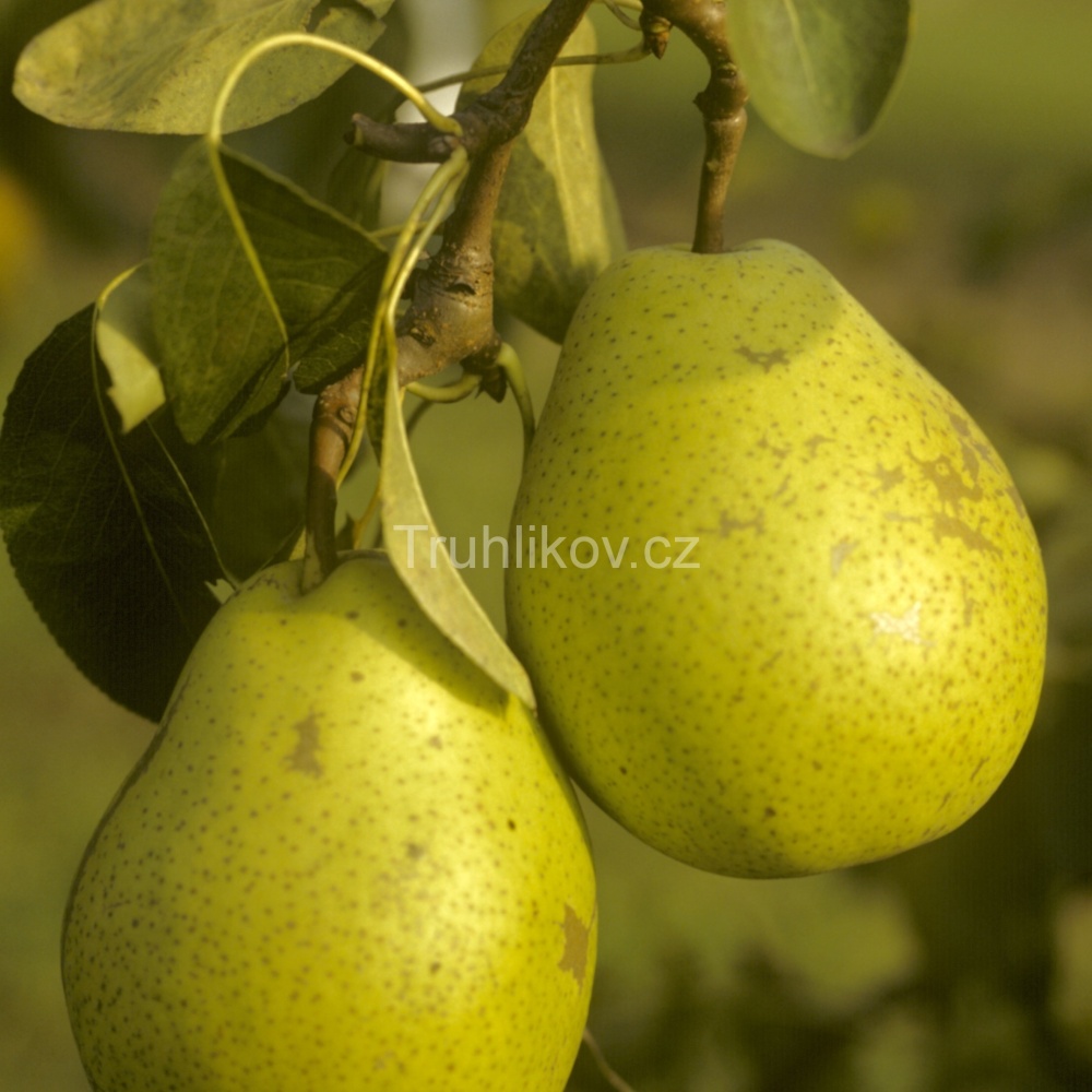 Hrušně - Hrušeň 'Lucasova' prostokořenné, zákrsek, zimní, CIZOSPRAŠNÁ