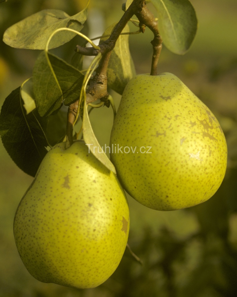 Hrušeň 'Lucasova' prostokořenné, zákrsek, zimní, CIZOSPRAŠNÁ-0