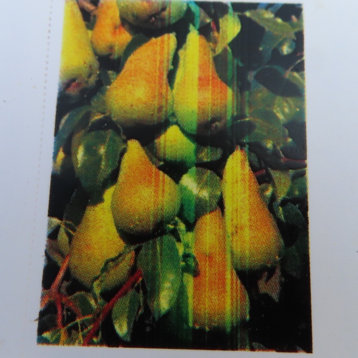 Rostliny - Hrušeň 'Nitra' květináč 7,5 litru, čtvrtkmen, podzimní, CIZOSPRAŠNÁ