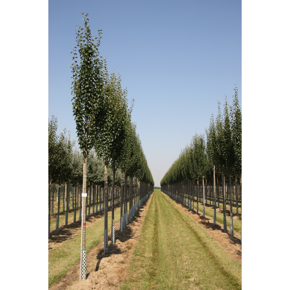 Soliterní stromy - Hrušeň obecná Beech Hill výška kmene 225cm, zemní bal