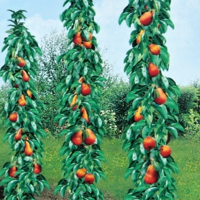 Rostliny - Hrušeň 'Starkrimson' květináč 12 litrů, sloupová, letní, CIZOSPRAŠNÁ