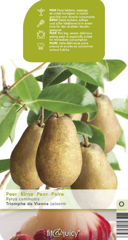 Hrušně - Hrušeň 'Triomph de Vienne' květináč 6 litrů, výška 150/175cm, podzimní, CIZOSPRAŠNÁ