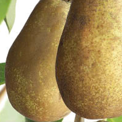 Hrušeň 'Triomph de Vienne' květináč 6 litrů, výška 150/175cm, podzimní, CIZOSPRAŠNÁ-0