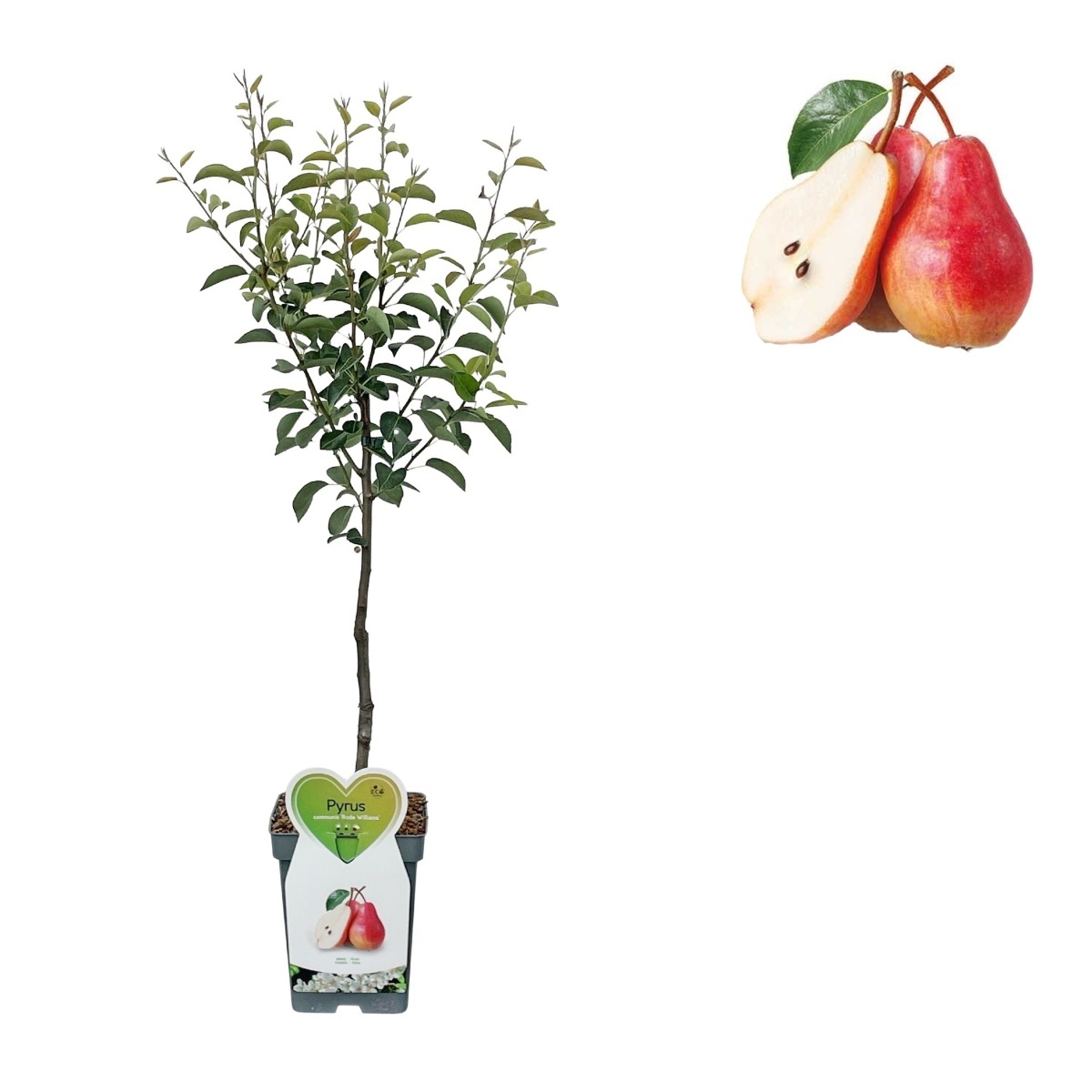 Rostliny - Hrušeň Williamsova červená květináč 5 litrů, balkonová, zákrsek, letní, CIZOSPRAŠNÁ