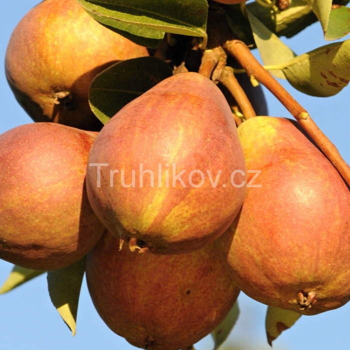 Rostliny - Hrušeň Williamsova Červená květináč 7,5 litru, čtvrtkmen, letní, CIZOSPRAŠNÁ