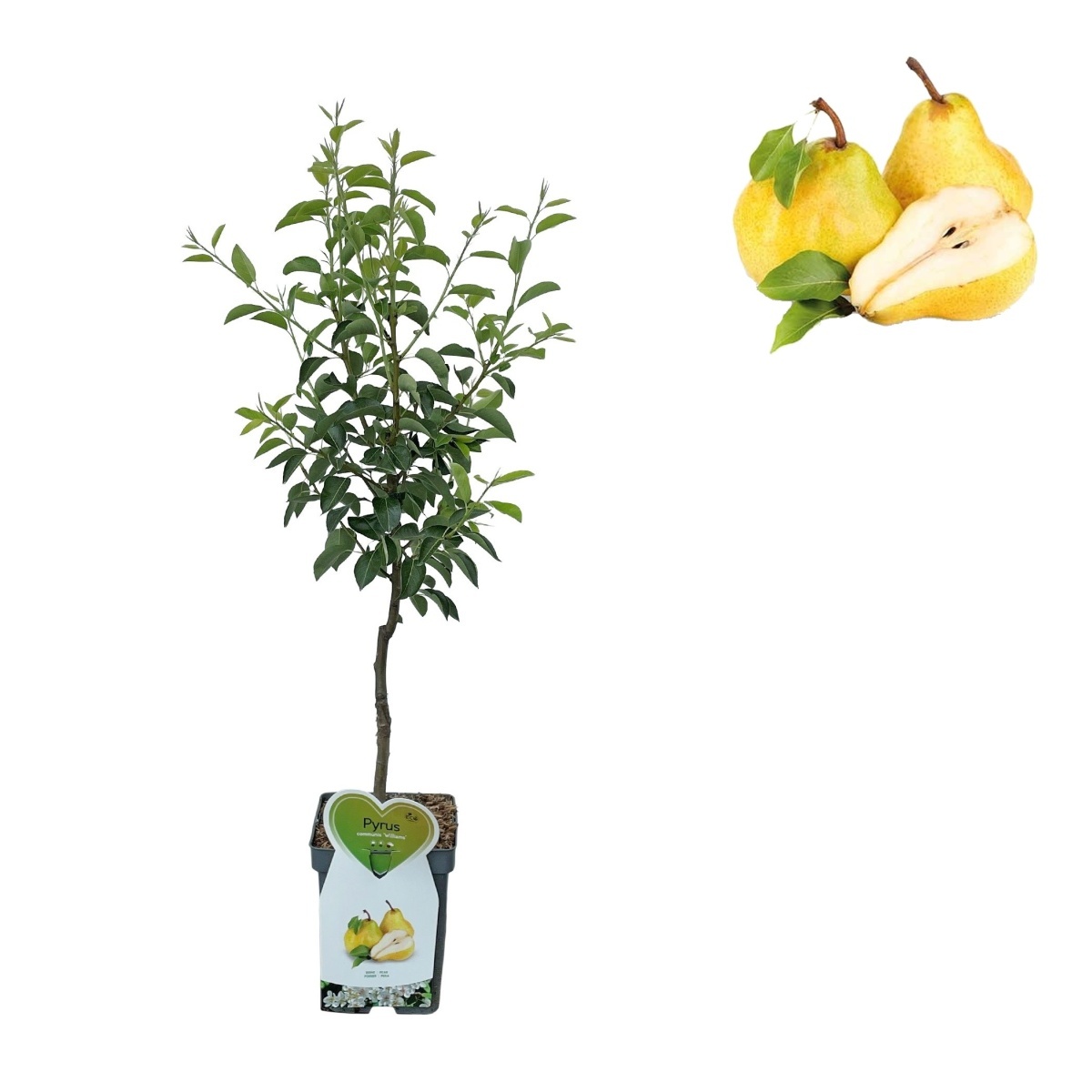 Hrušně - Hrušeň 'Williamsova' květináč 5 litrů, balkonová, zákrsek, letní, CIZOSPRAŠNÁ