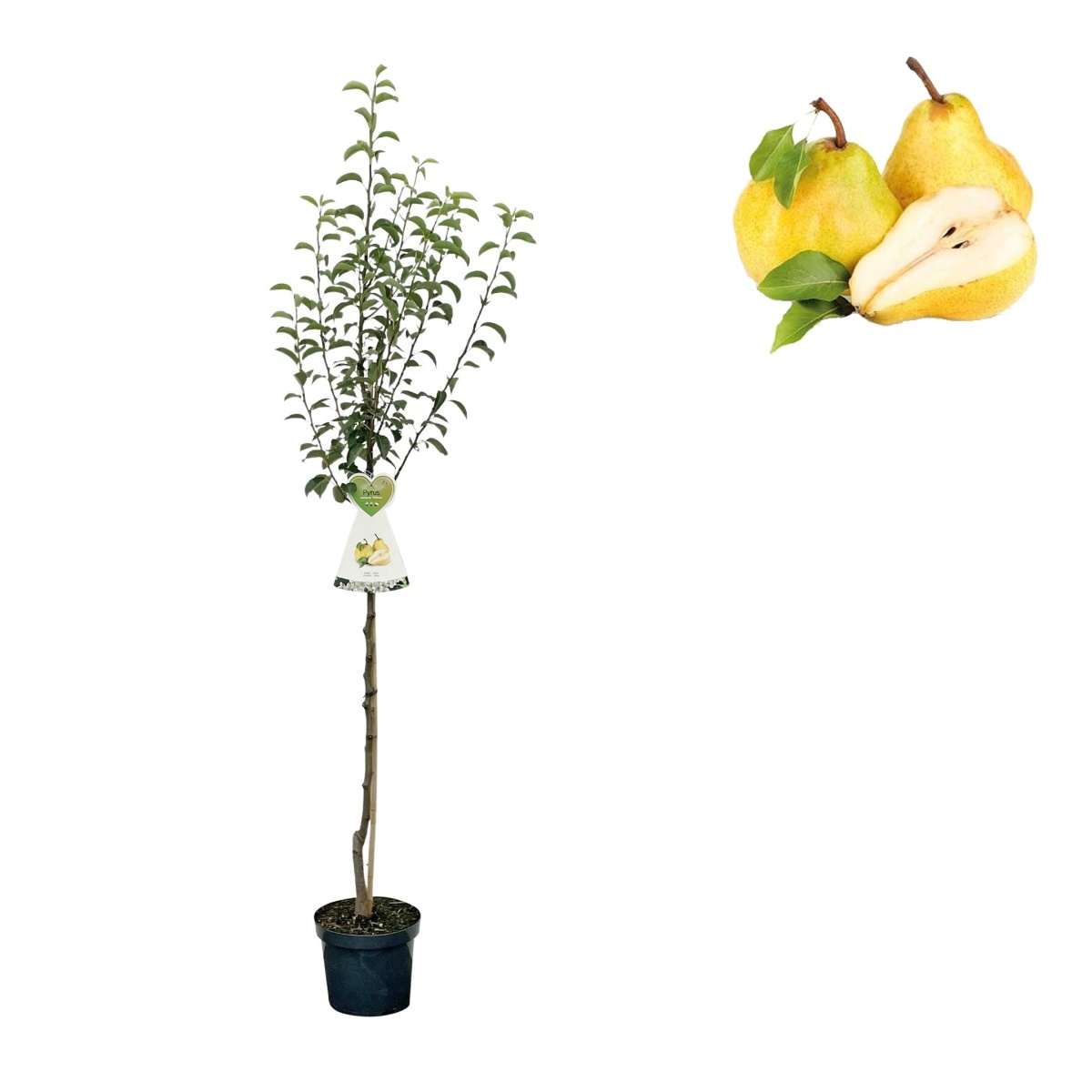 Rostliny - Hrušeň Williamsova květináč 6 litrů, výška 150/175cm, letní, CIZOSPRAŠNÁ