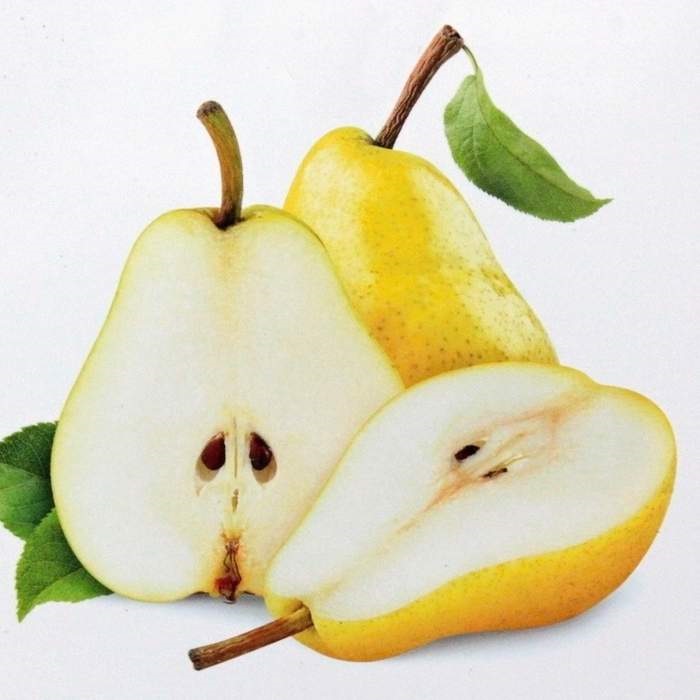 Hrušně - Hrušeň 'Williamsova' květináč 7,5 litru, čtvrtkmen, letní, CIZOSPRAŠNÁ