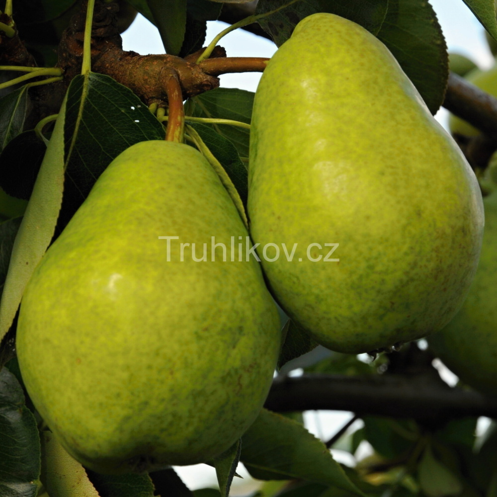 Rostliny - Hrušeň 'Williamsova zelená' prostokořenné, zákrsek, letní, CIZOSPRAŠNÁ