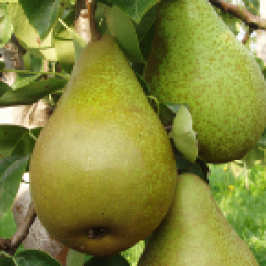 Rostliny - Hrušeň 'Xenia' květináč 6 litrů, čtvrtkmen, zimní, CIZOSPRAŠNÁ