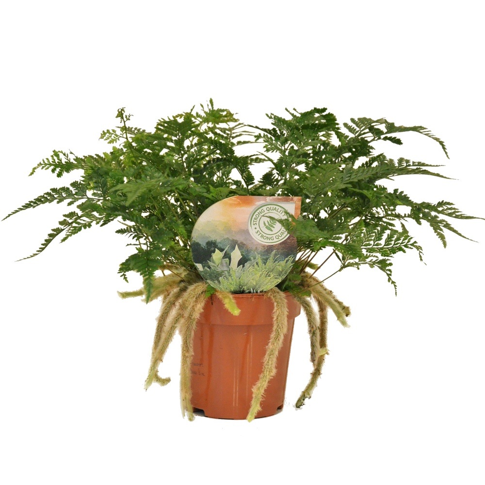 Okrasné pokojové rostliny - Humata, pokojová kapradina květináč 12cm