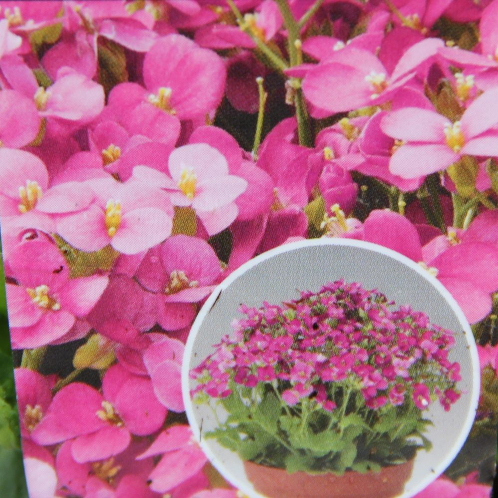 Skalničky - Huseník kavkazský Little Treasure Deep Rose 9cm