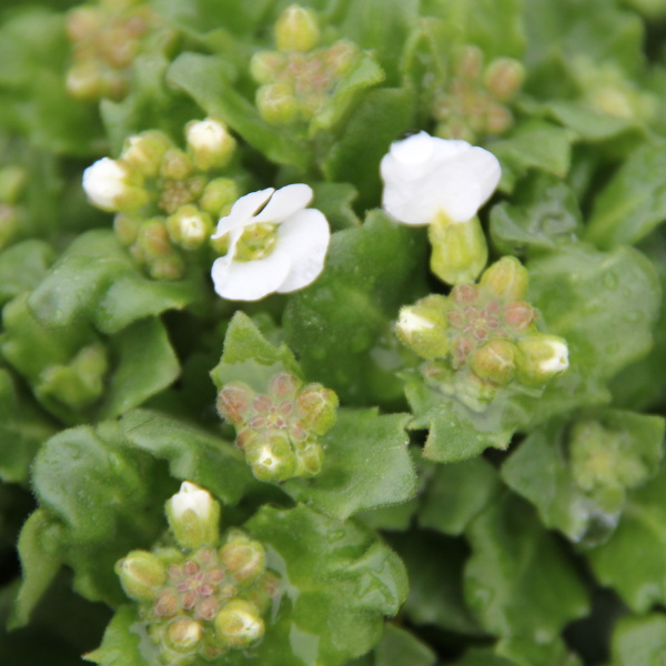 Skalničky - Huseník kavkazský 'Little Treasure White' 9cm