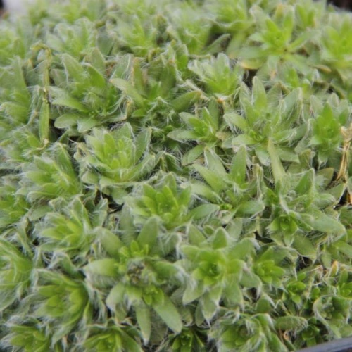 Skalničky - Huseník Kellerův 9cm