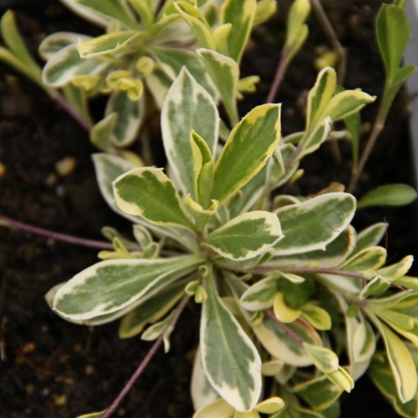 Skalničky - Huseník výběžkatý 'Old Gold' 9cm