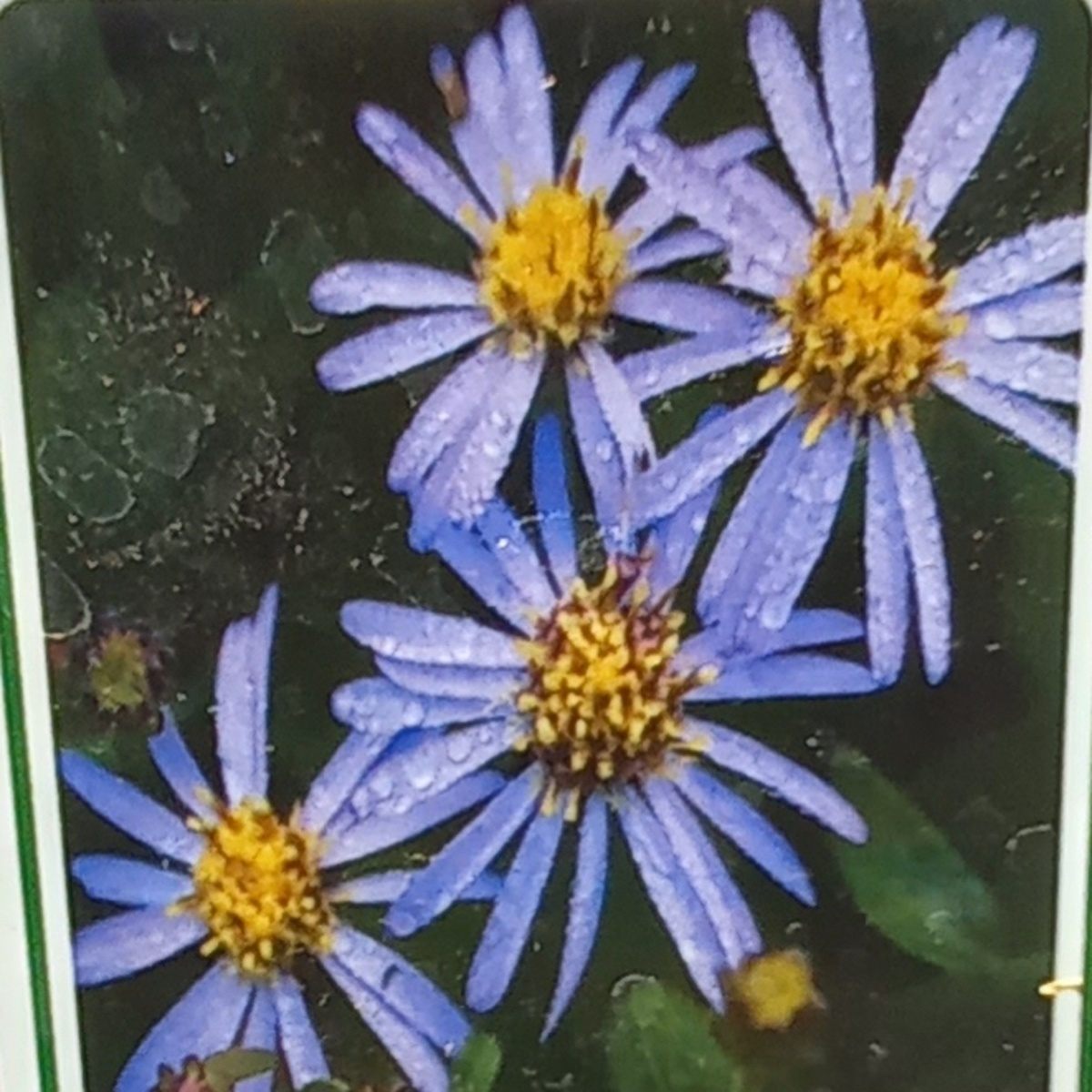 Podzimní rostliny - Hvězdnice Adustus Nanus květináč 9cm