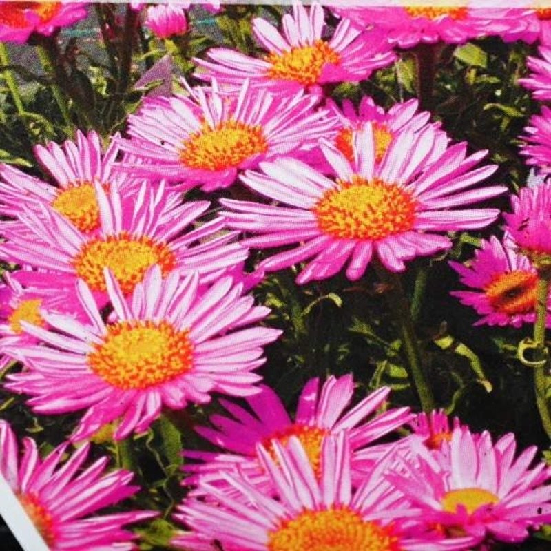 Na slunce - Hvězdnice alpská Happy End květináč 9cm