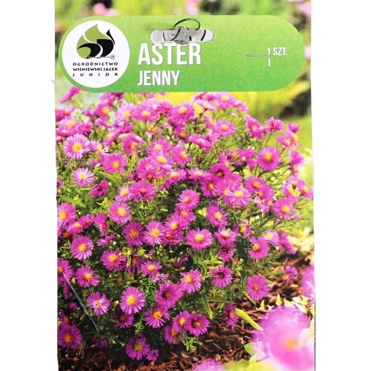 Ostatní jarní cibuloviny - Hvězdnice Jenny 1ks