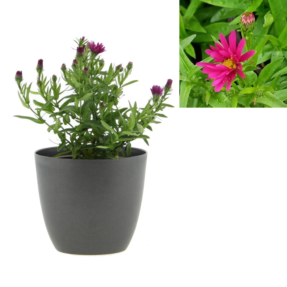 Podzimní rostliny - Hvězdnice křovitá Jenny květináč 12cm