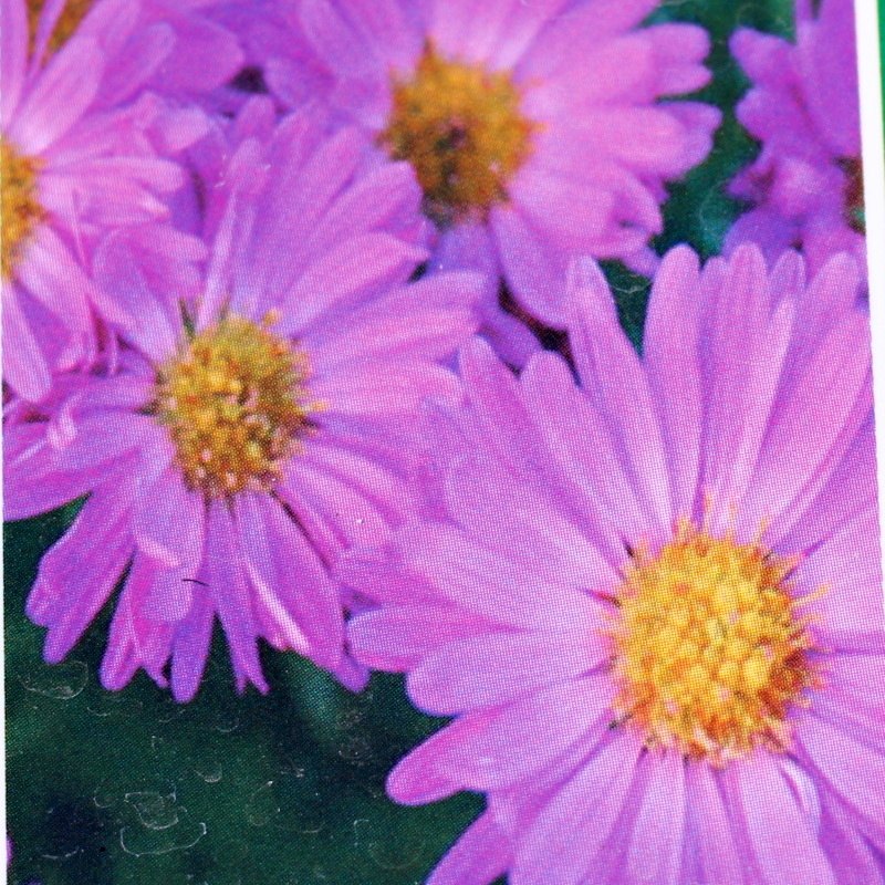 Na slunce - Hvězdnice křovitá 'Kassel' 9cm