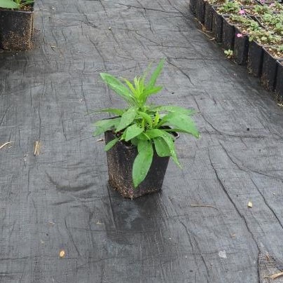 Na slunce - Hvězdnice křovitá 'Proffesor Anton Kippenberg' květináč 11cm