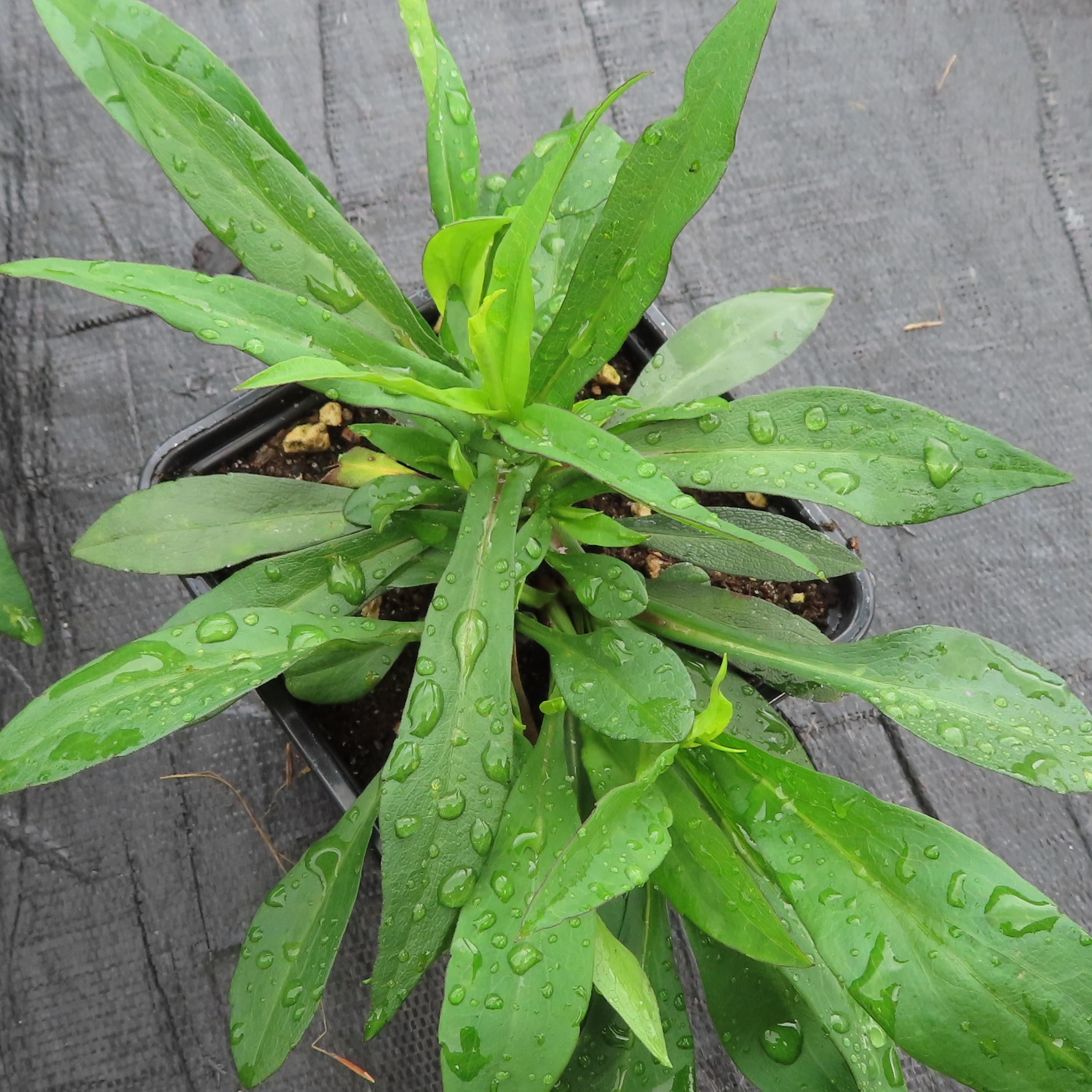 Hvězdnice křovitá 'Proffesor Anton Kippenberg' květináč 11cm-0