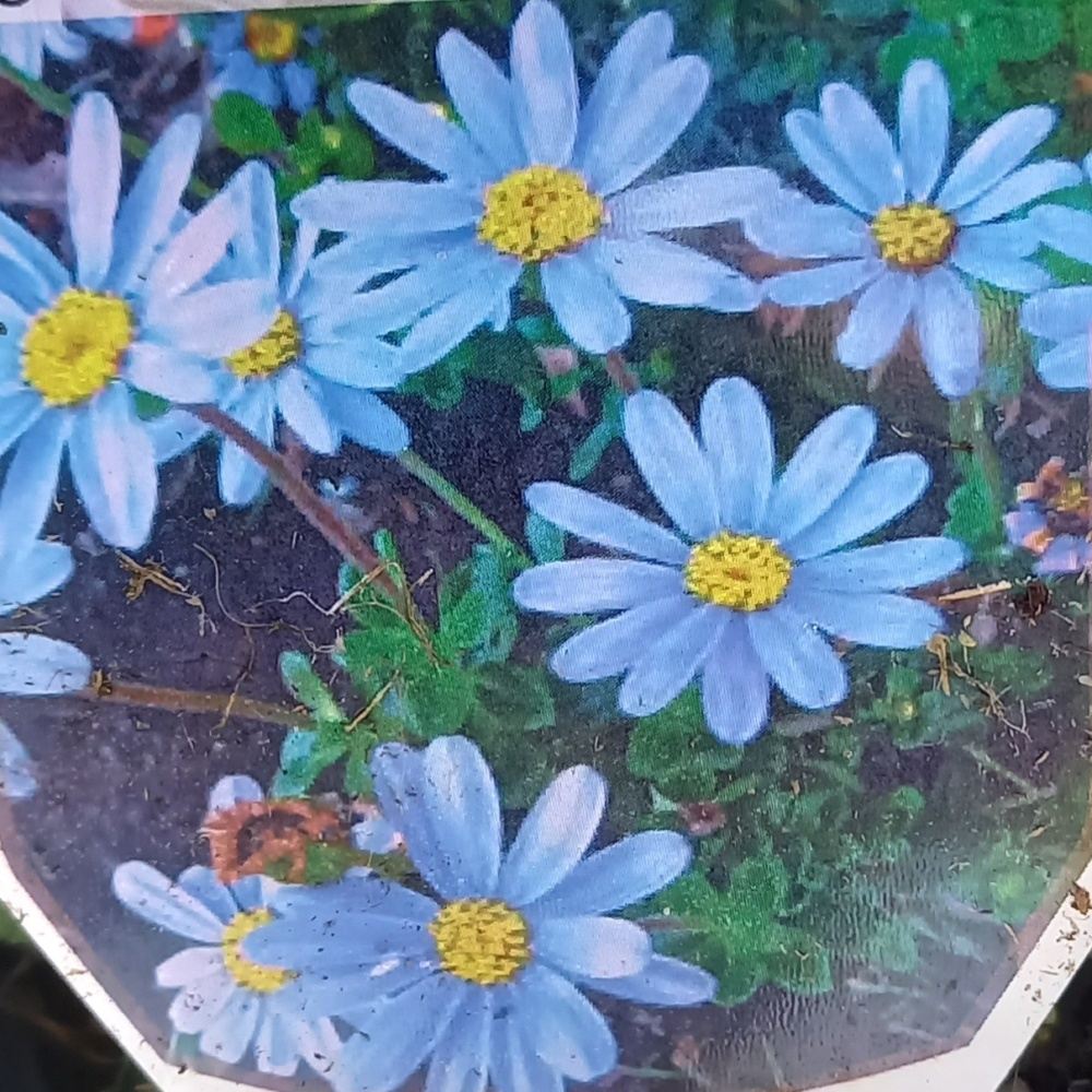 Skalničky - Hvězdnice natalská květináč 9cm