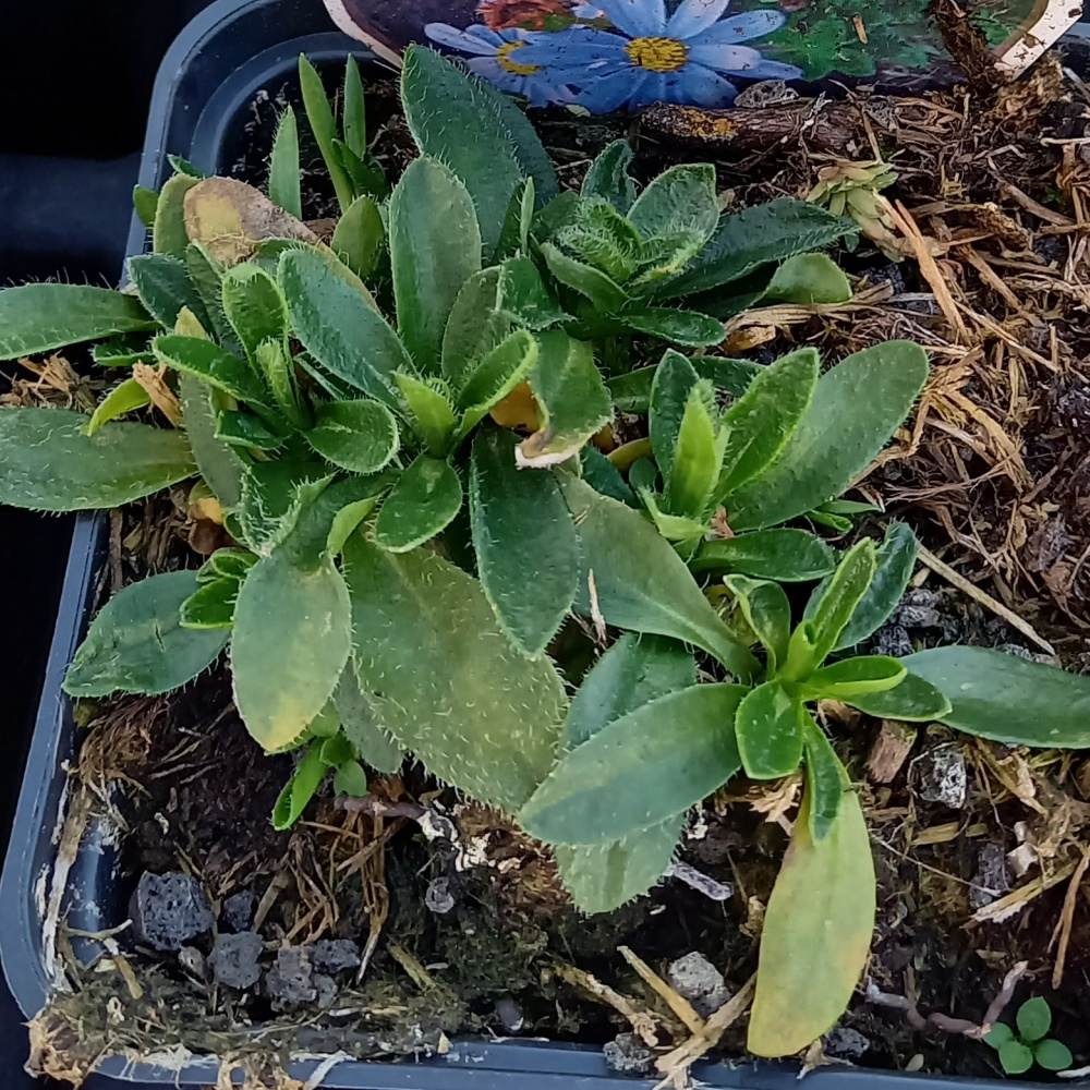 Hvězdnice natalská květináč 9cm-0