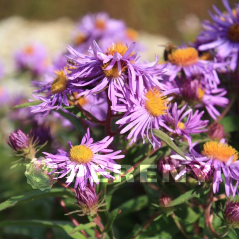 Na slunce - Hvězdnice novoanglická Barrs Blue 9cm