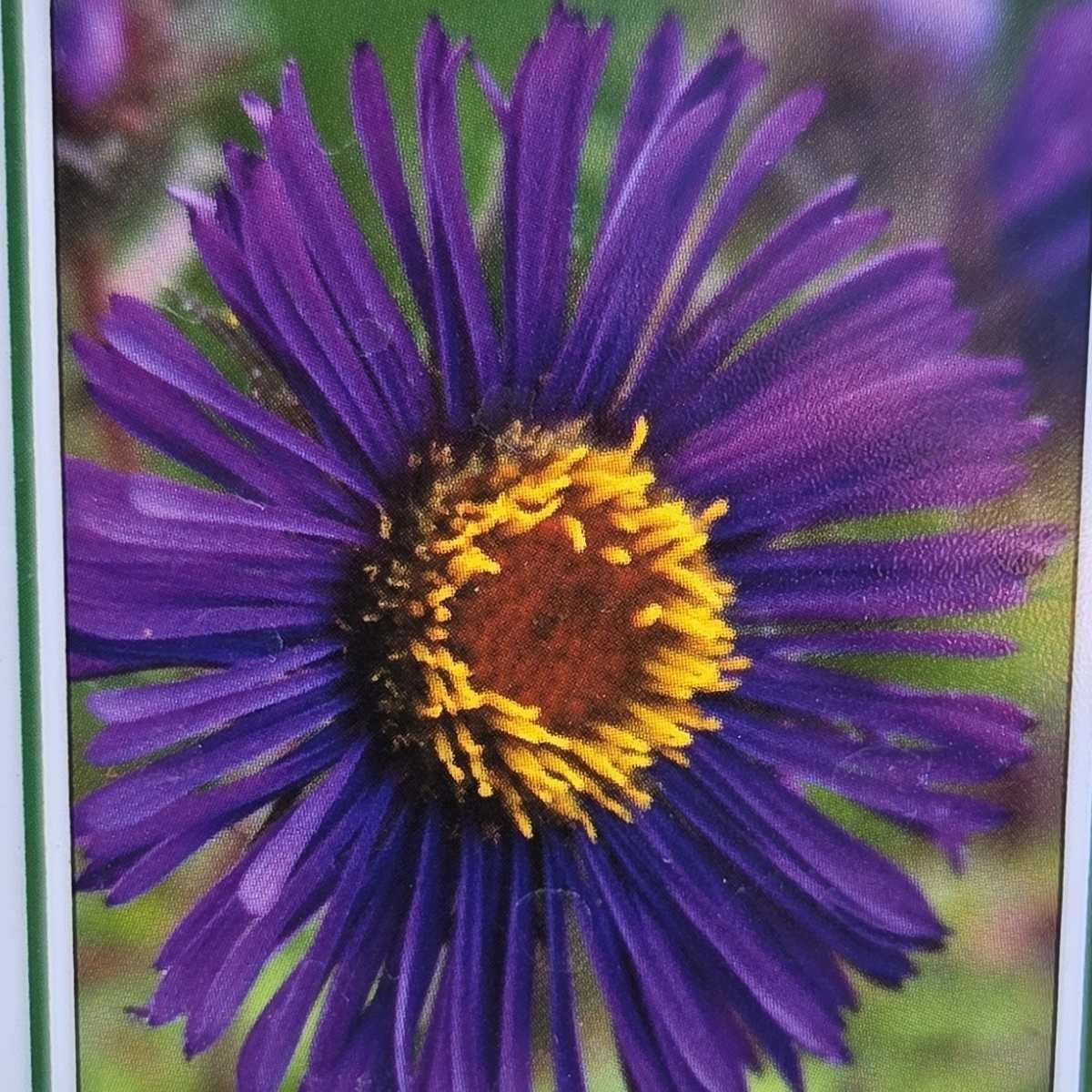 Rostliny - Hvězdnice novoanglická Violetta květináč 9cm