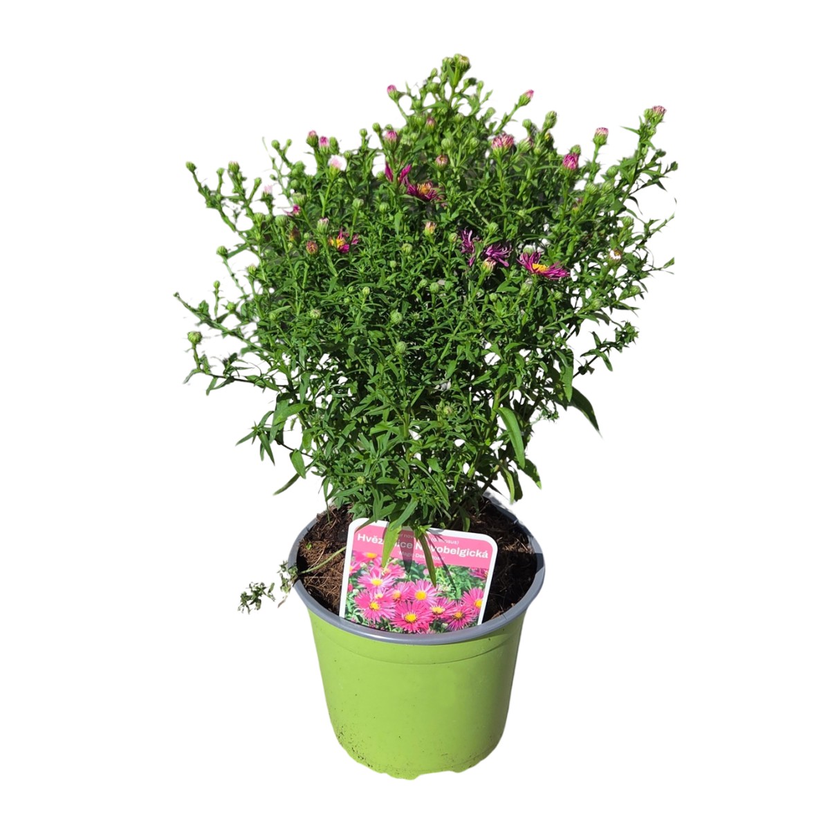 Na slunce - Hvězdnice novobelgická Magic Deep Rose květináč 2 litry