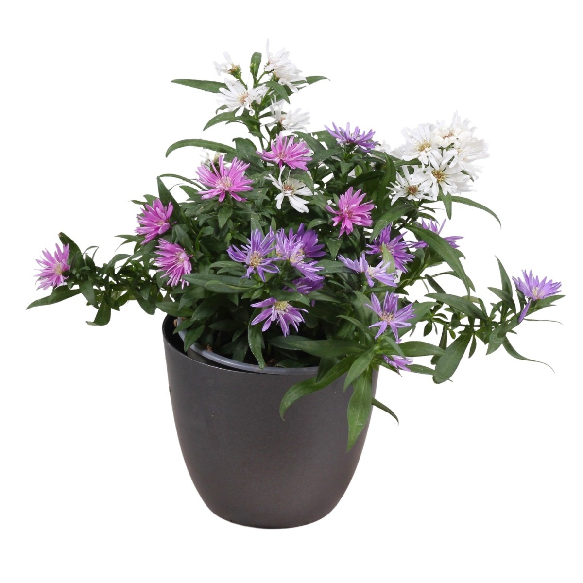 Podzimní rostliny - Hvězdnice novobelgická Trio květináč 13cm