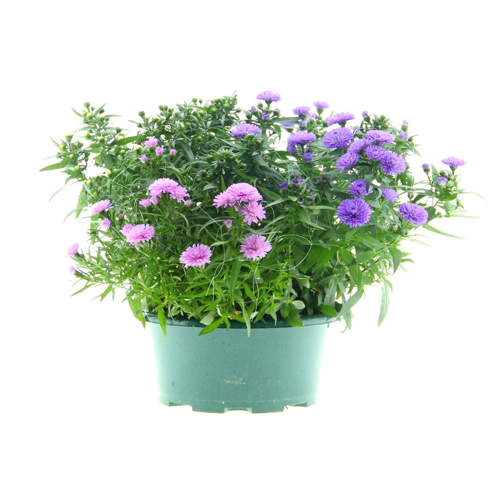 Podzimní rostliny - Hvězdnice novobelgická Trio miska 27cm