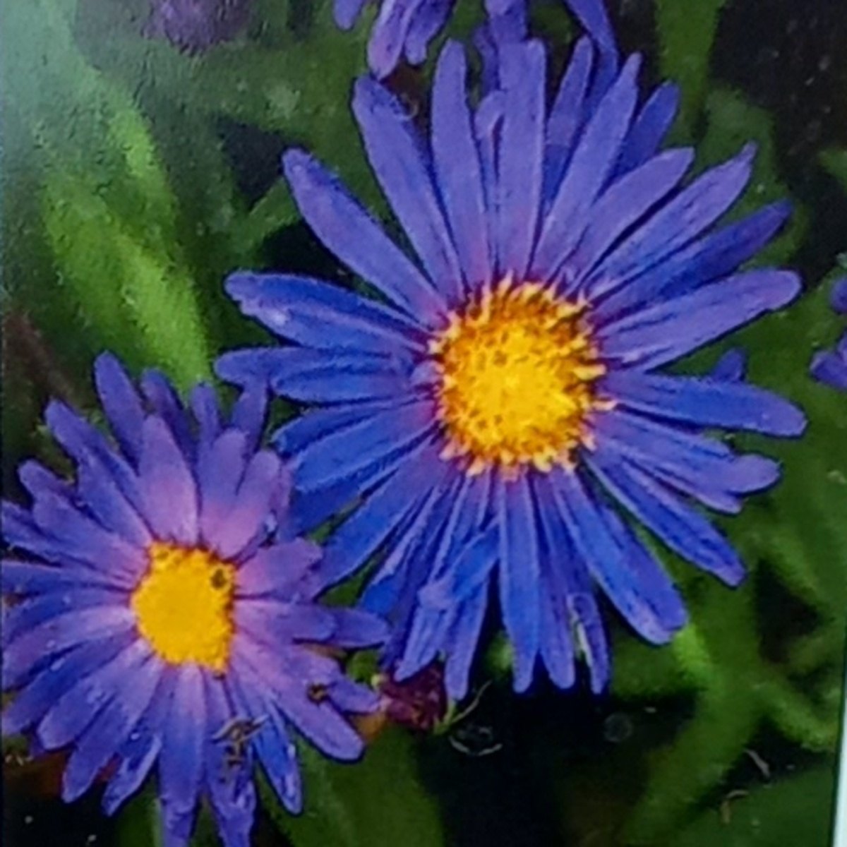 Rostliny - Hvězdnice novobelgická Violeta květináč 9cm