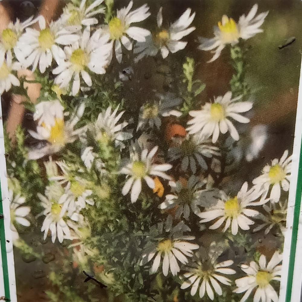 Na slunce - Hvězdnice vřesovcová Schneegitter květináč 9cm