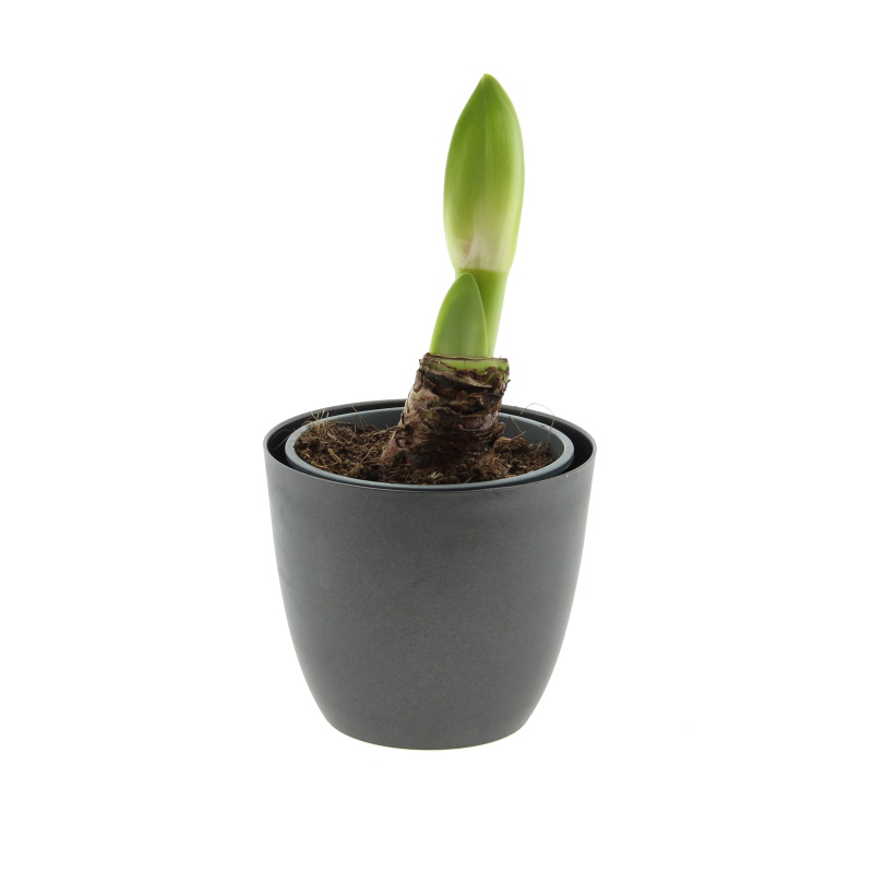 Pokojové rostliny okrasné květem - Hvězdník 1výhon květináč 11cm