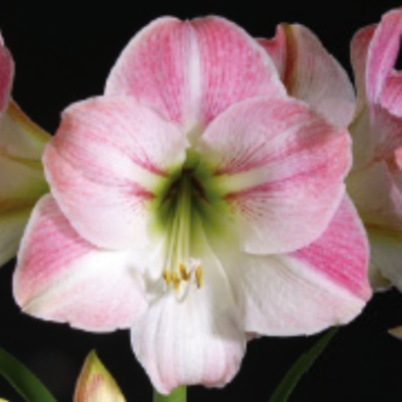 Rostliny - Hvězdník 'Apple Blossom' 1ks