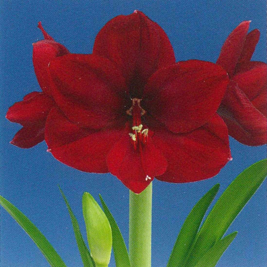 Rostliny - Hvězdník Carmen 1ks