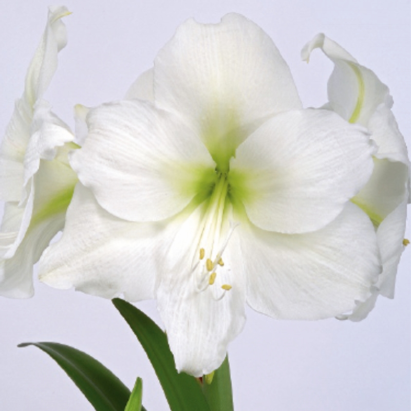 Rostliny - Hvězdník 'Christmas Gift' 1ks