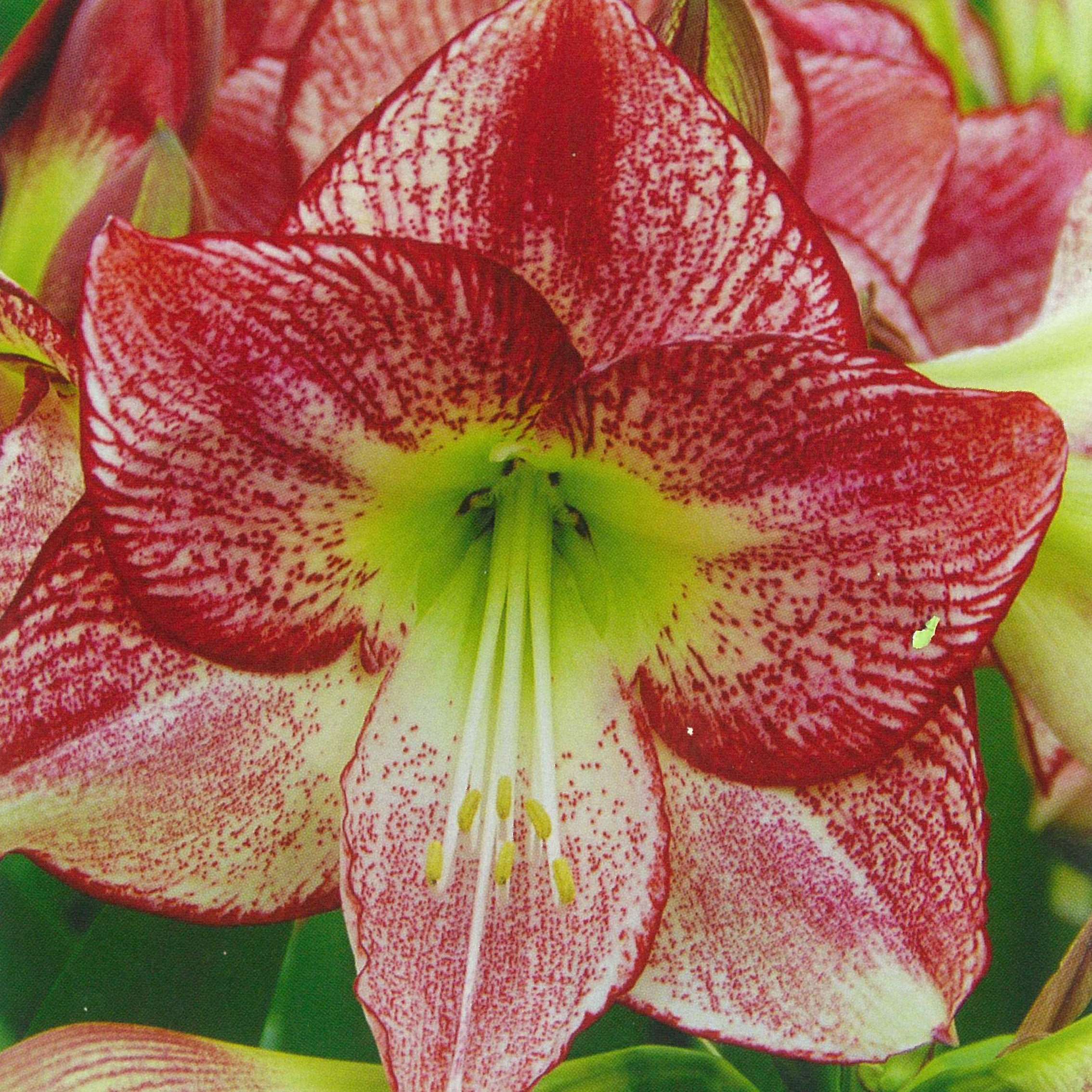 Rostliny - Hvězdník Flamenco Queen 1ks