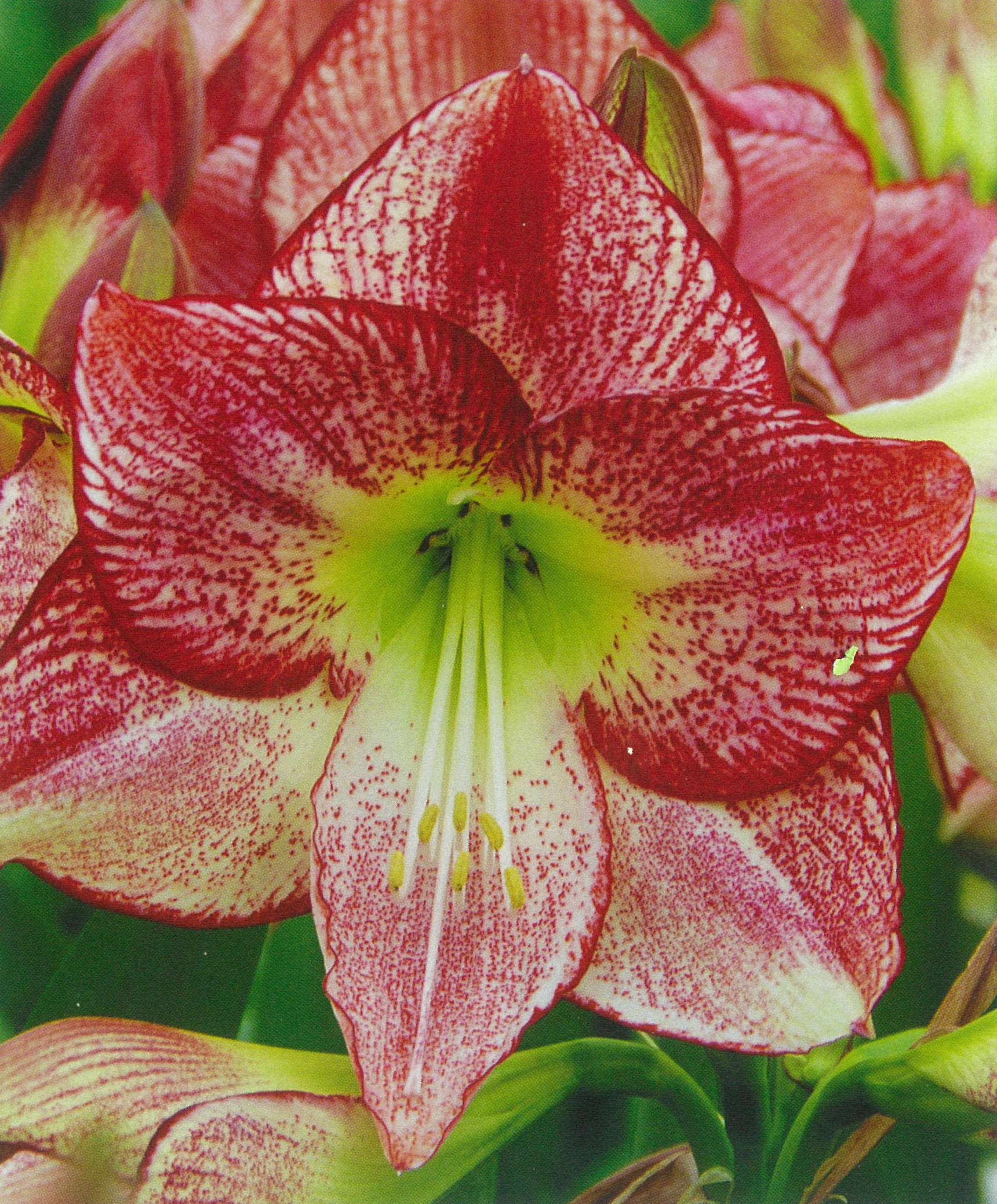 Hvězdník Flamenco Queen 1ks-0