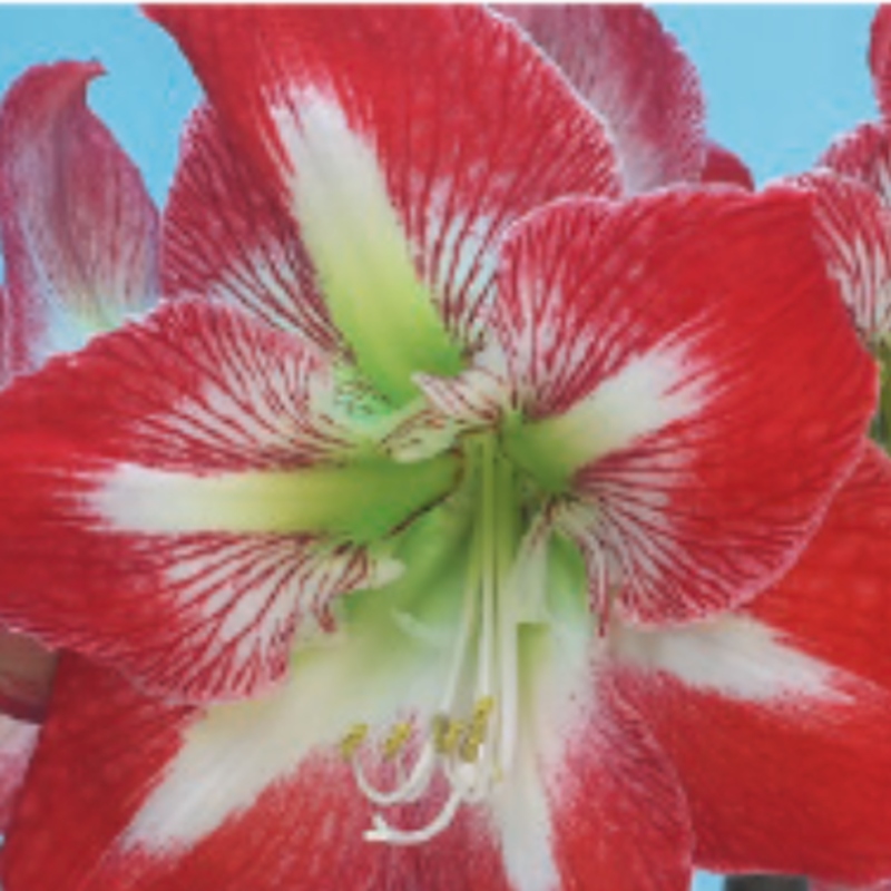 Rostliny - Hvězdník 'Minerva' 1ks