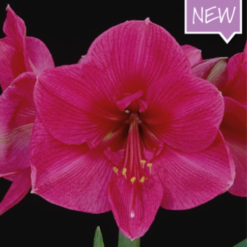 Rostliny - Hvězdník 'Pink Rival' 1ks