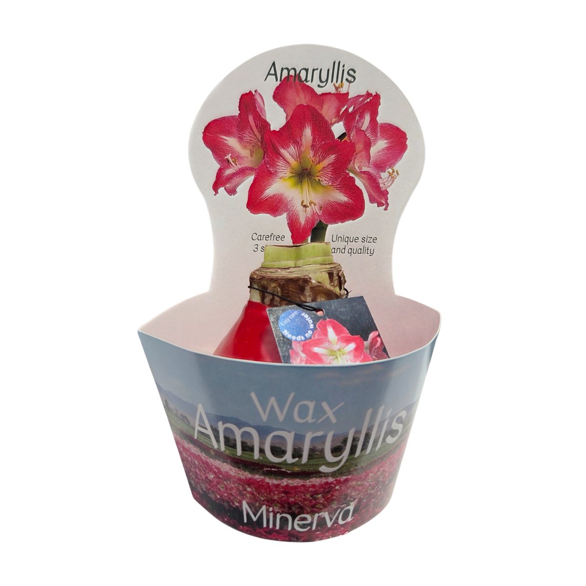 Kvetoucí pokojové rostliny - Hvězdník ve vosku