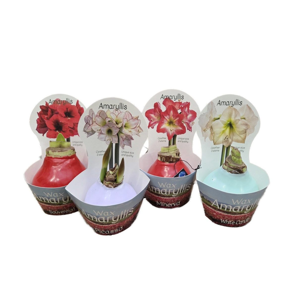 Hvězdník ve vosku-0