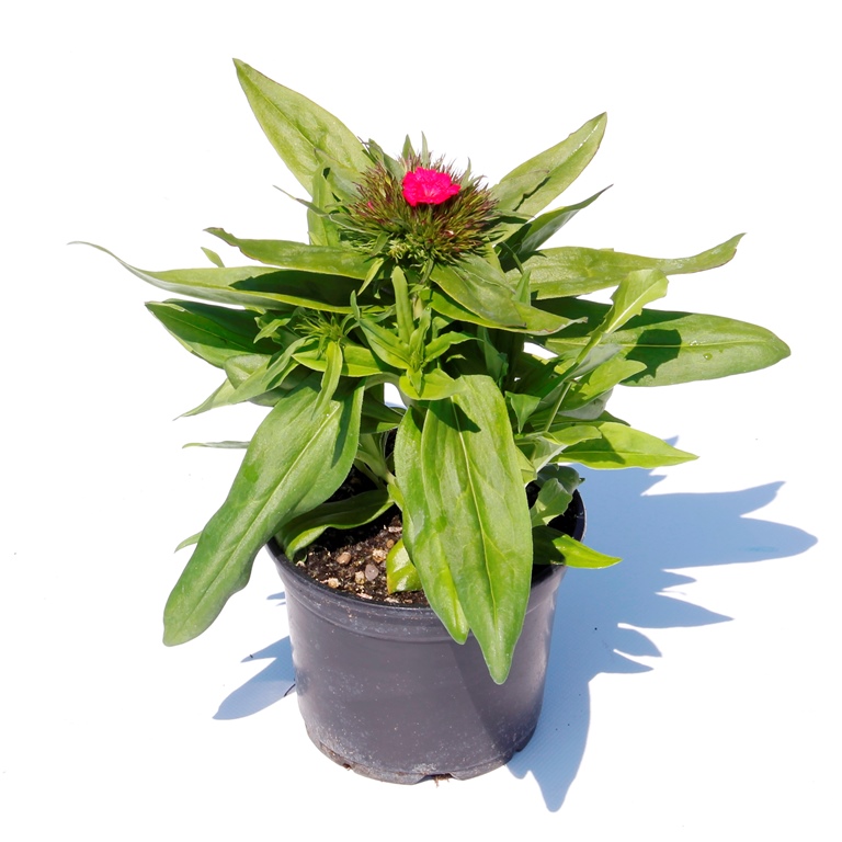 Na slunce - Hvozdík bradatý Barbarini F1 Mix květináč 12cm