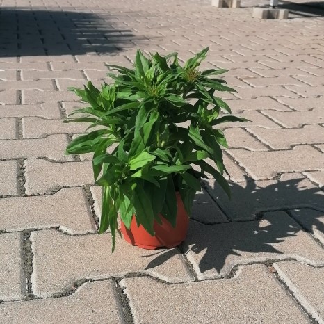 Hvozdík bradatý Barbarini F1 Mix květináč 12cm-1